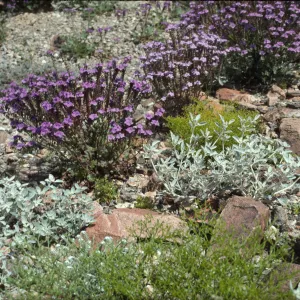 Phaecelia, Croton, Chorizanthe