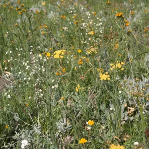 wildflowers, Figueroa Mountain