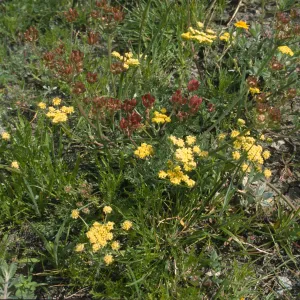 Lomatium