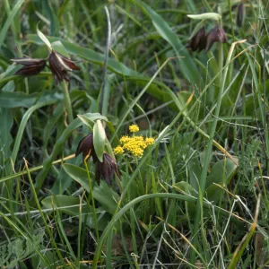 Fritillaria biflora