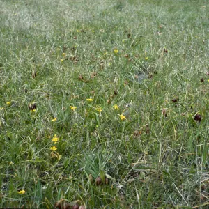 Fritillaria biflora