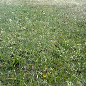 Fritillaria biflora