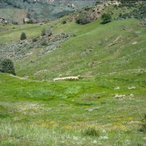 Grassy slope with Muhlenbergia at bottom? 