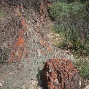 strata & lichens