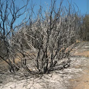 burned vegetation, Sage Hill