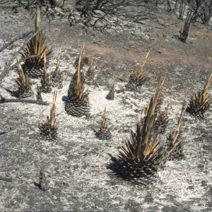 Burned yuccas, Sage Hill
