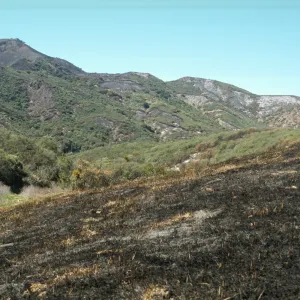 burned landscape, Sage Hill