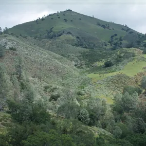 Grass Mountain, Foothill Woodland