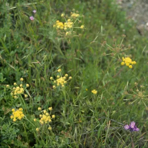 Lomatium