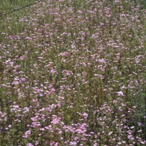 Linanthus colony