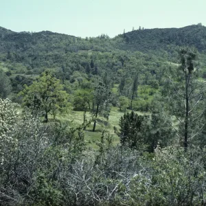 Foothill Woodland, Figueroa Mountain