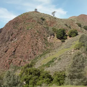 Foothill Woodland