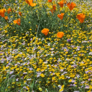 Wildflowers