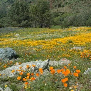 Wildflowers at first big serpentine outcrop