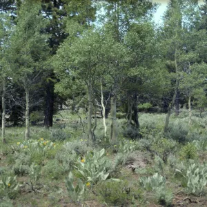 Wyethia, grasses, Eriogonum