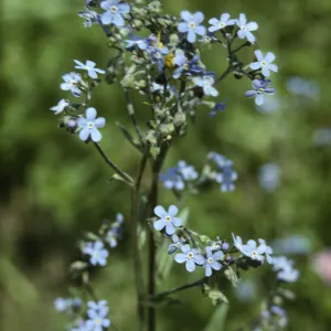 forget-me-not