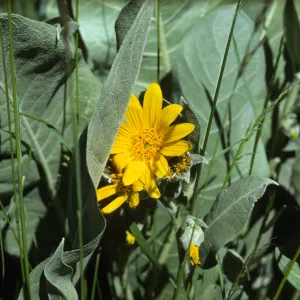Wyethia flowers