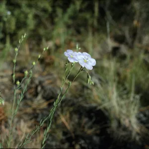 Linum perenne ssp. lewisii
