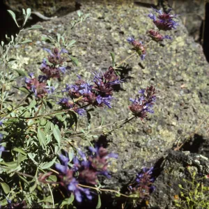 Salvia (Sage) dorrii 