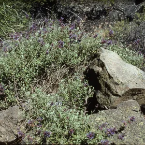 Salvia (Sage) dorrii