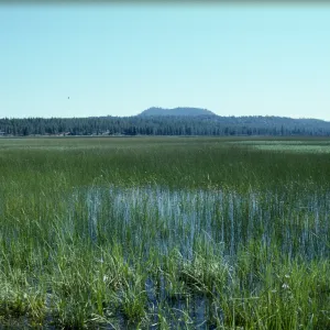 Grass Lake