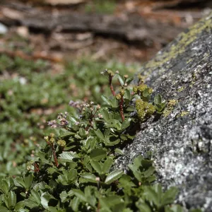 Ceanothus prostratus
