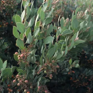 Arctostaphylos (Manzanita)