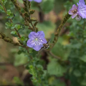Phacelia