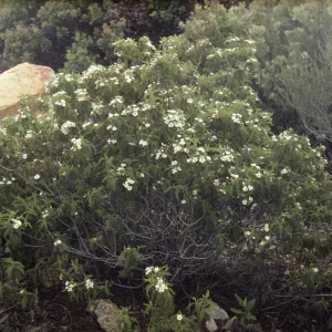 Chamaebatia australis