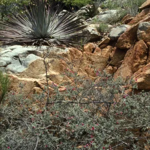 Metavolcanic Rock, Otay