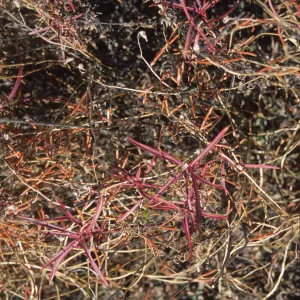 Penstemon heterophyllus