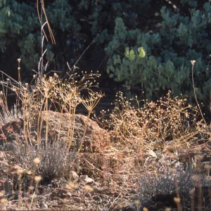 Dried herbaceous plants