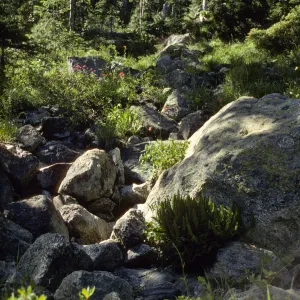 Stream above Kangaroo Lake