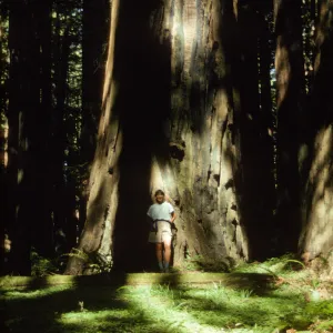 Carol & Redwood (Coast Redwood)