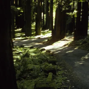 Humboldt Redwoods State Park