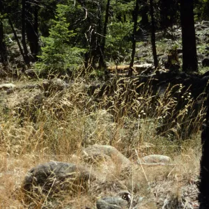 Preacher Meadow Grasses