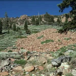 Talus slope & conifers