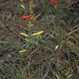 Yellow-flowered Penstemon labrosus