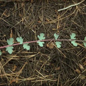 Symphoricarpos