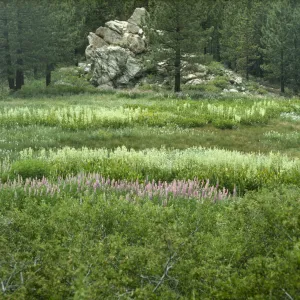 Iris meadow