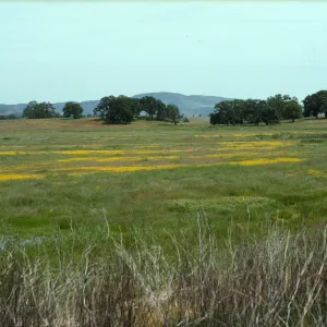 Vernal pools