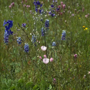 Wildflowers