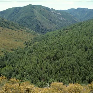 Closed-cone pine forest