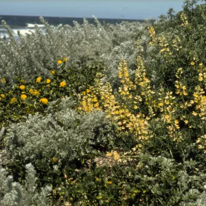 Coastal strand - Asilomar