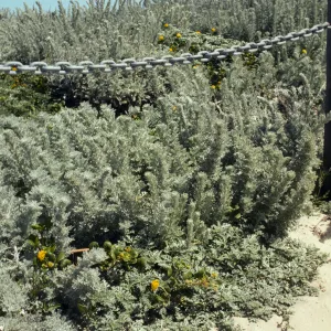 Artemisia pycnocephala