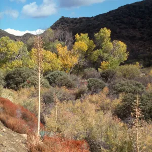 Pinyon-juniper woodland and poplars