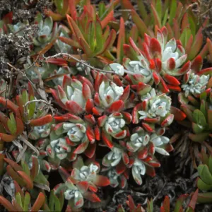 Dudleya (liveforevers)