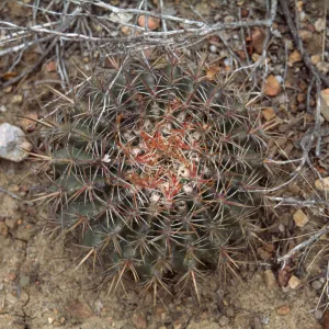 Ferocactus viridescens