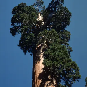 Sequoiadendron giganteum