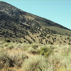 Juniperus